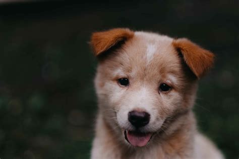 兩月的泰迪怎麼養,是否泰迪犬在兩月的特殊時期需要特別的照顧?