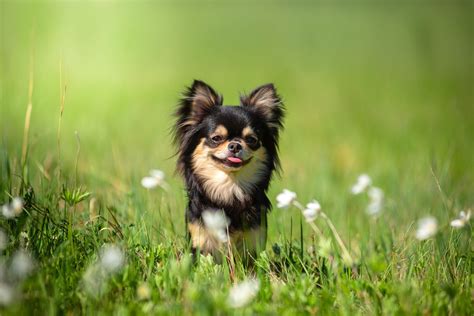 什麼品種的茶杯犬好？讓我們來探討茶杯犬的個性與適合的家庭環境